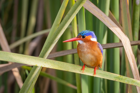 Malachietijsvogel