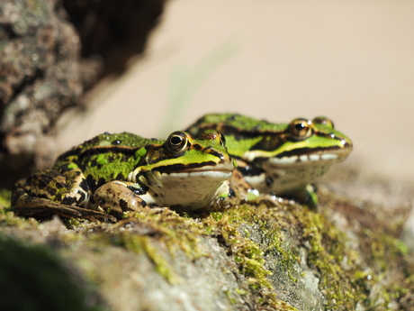 Groene kikker