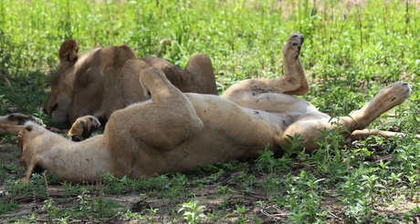 Safari Tanzania