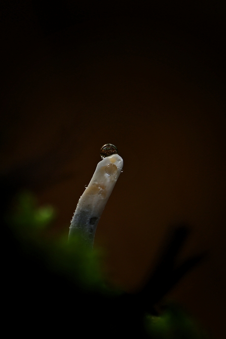 Nieuw leven met druppels.