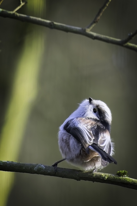 Naar insecten speuren