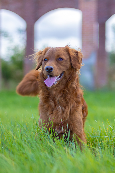 Happy dog