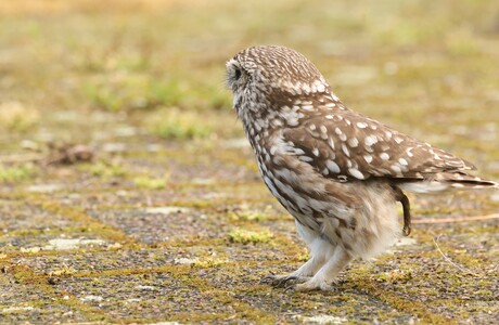 steenuiltje laat even wat gaan