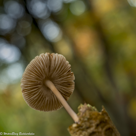 ZoomNL Dorstpaddestoelendag met MacroDaan en Dennis
