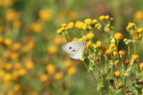 Macro vlinder fotografie 