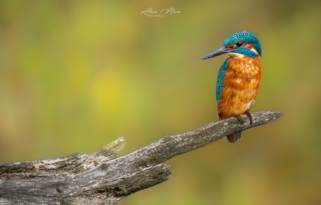 Kingfisher