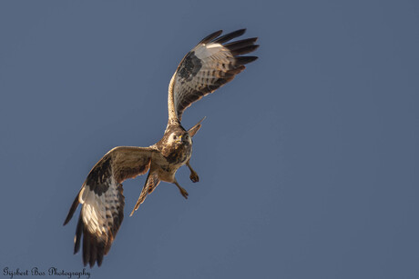 Europese Buizerd in vlucht