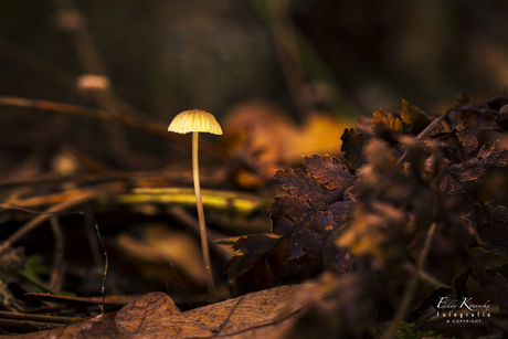 Mycena 