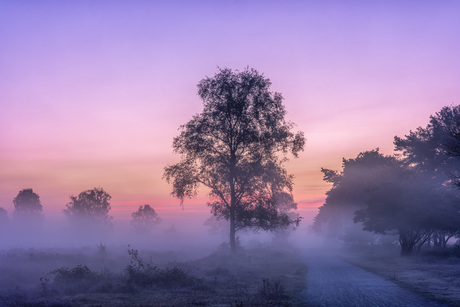 Goedemorgen