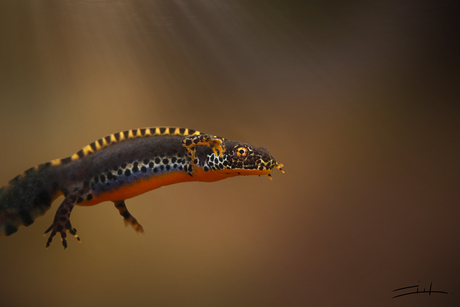 Alpenwatersalamander