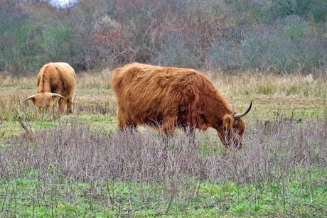 Schotse Hooglanders