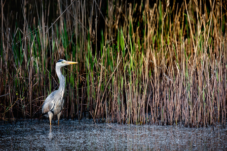 Blauwe reiger in een poeltje 