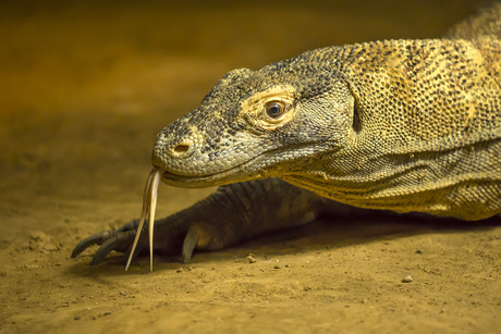 Komodovaraan