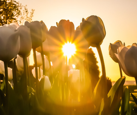 De zon tussen de tulpen in een bloembak