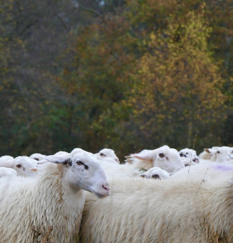 Schapen op de heide