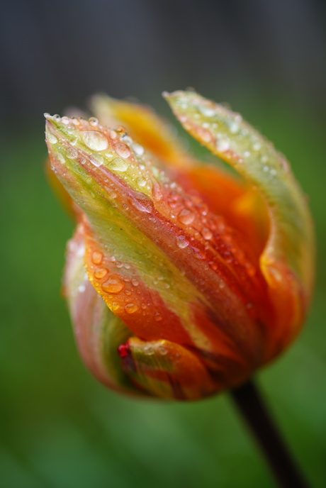 Tulp met regendruppels 2