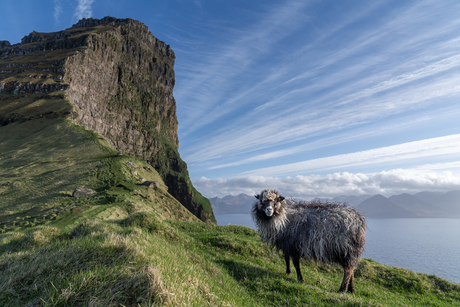 ~Mountian sheep~