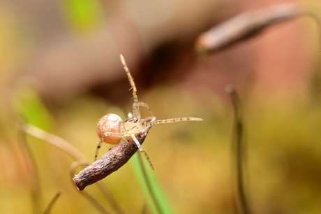Het is weer beestjestijd!