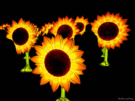 Tussen zonnenbloemen