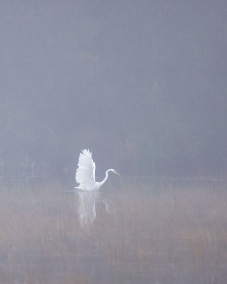 Silver Heron!