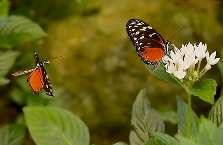 Flower attraction