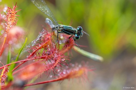 Een bijzondere ontmoeting in miniatuurwereld