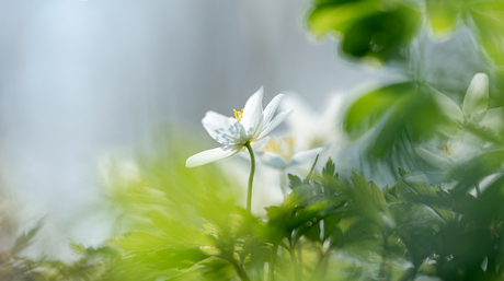 Het begint aardig op lente te lijken.