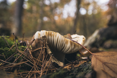 Herfstplaatjes