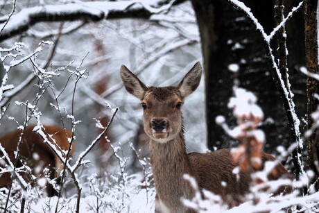 Hinde in de besneeuwde bossen van de Hoge Veluwe