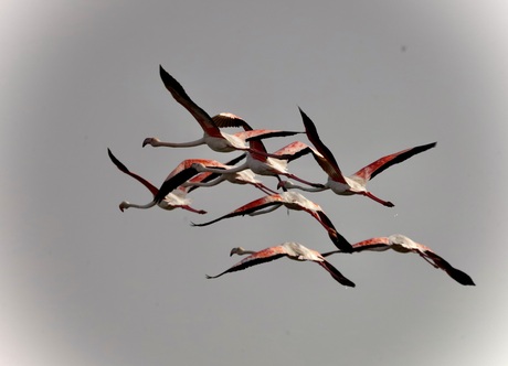 groepje flamingos