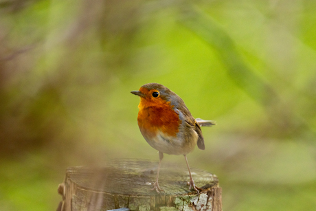 Roodborst