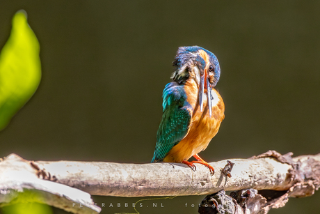 Poetsende ijsvogel