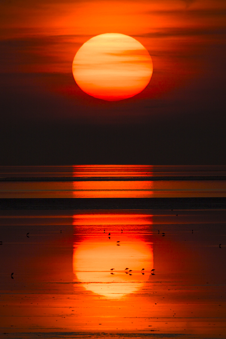 vogels in zonsondergang