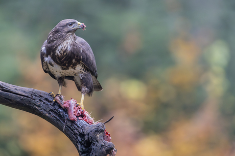 Buizerd