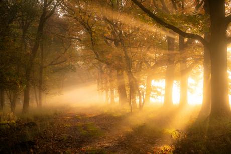 Zonnestralen in het bos