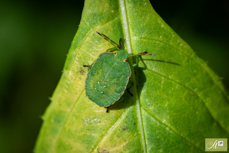 Groene schildwants