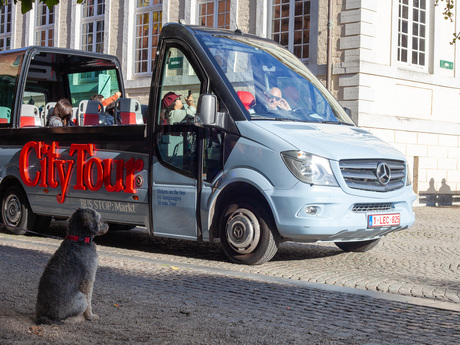 Hond wacht op de city tour