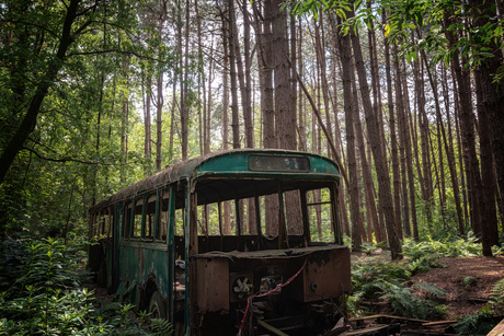 Bus in het bos