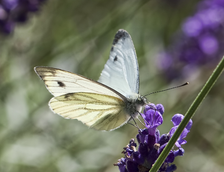 Witje op Lavendel