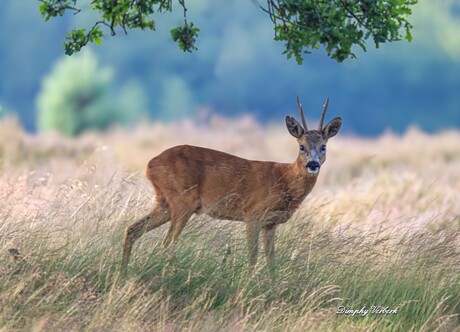 Reebok op de heide