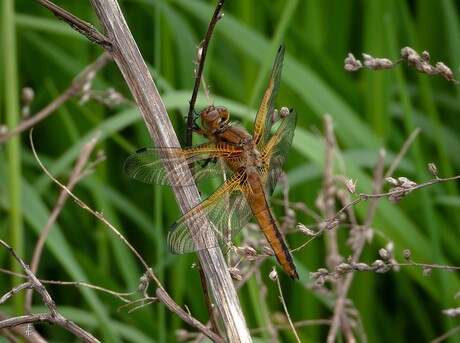 Bruine korenbout Libellula fulva