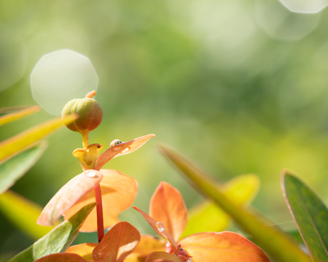 Zomerse waterdruppels