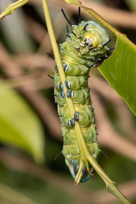 Rups van Atlasvlinder