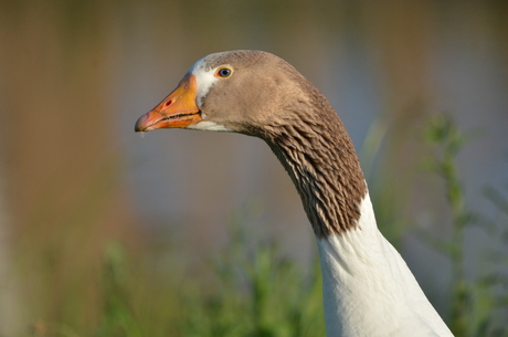 Op het  oog 