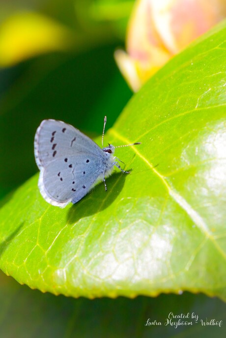 Boomblauwtje vlinder