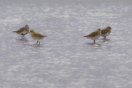 Goudplevieren in de namiddag