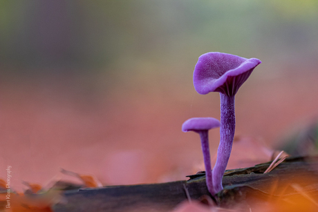 Big and small in purple…