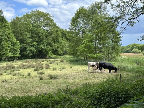 Koeien in de natuur.