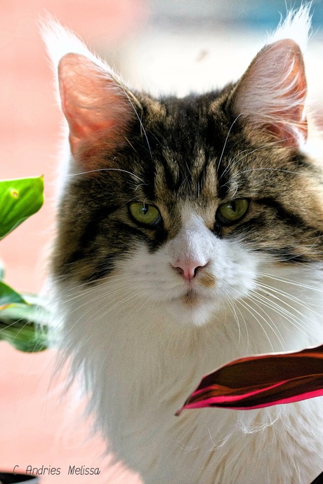 Maine Coon 