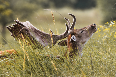 Verscholen in het gras